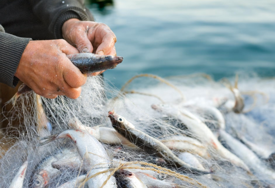 Fish stocks face steep decline as climate impacts global fishing yields: study