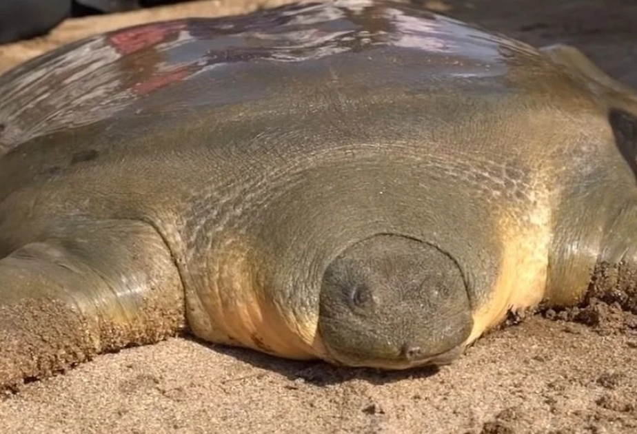 Endangered freshwater turtle rescued in Apayao River