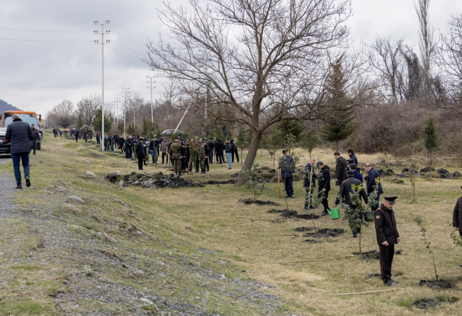 Qaxda ağacəkmə aksiyasında 600-dən çox ting əkilib