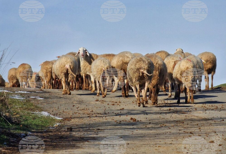 Bulgarian Food Safety Agency launches border checks amid foot-and-mouth disease in Cyprus, sheep pox in Greece