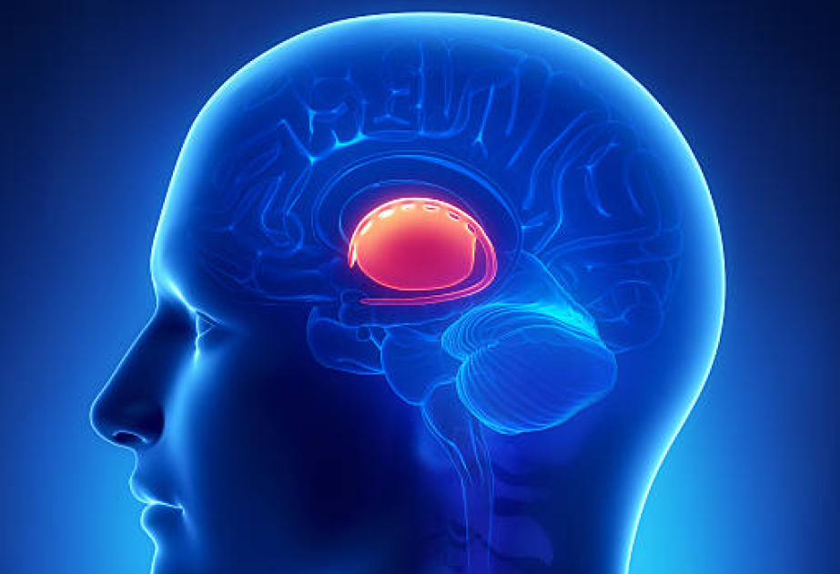 Scientific study unlocks brain chemistry, may revolutionize mental health