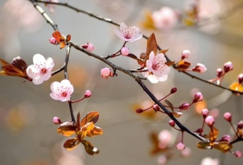 Frühling hat in Aserbaidschan begonnen