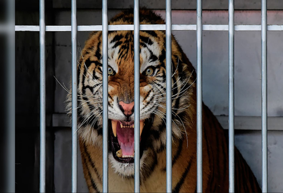 İraqda zooparkda pələng yeniyetməni ağır yaralayıb