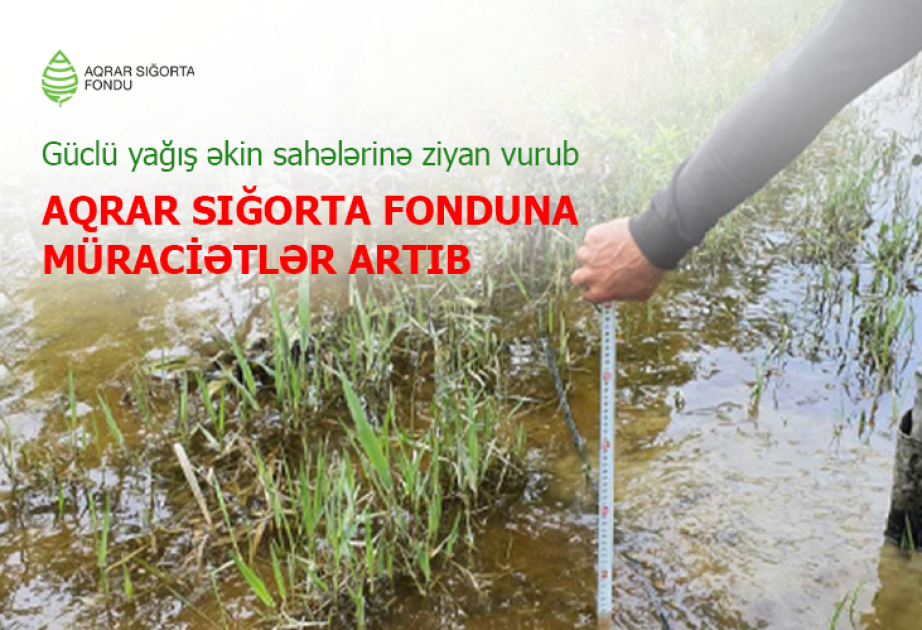 Güclü yağış əkin sahələrinə ziyan vurub - Aqrar Sığorta Fonduna müraciətlər artıb