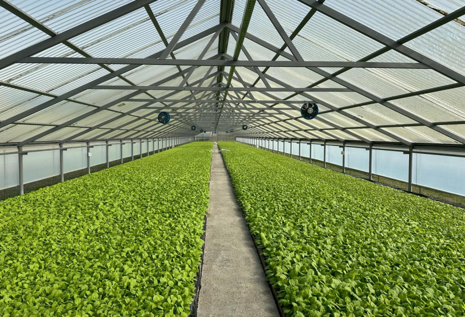 “Azərtütün” 800 hektar sahədə tütün əkəcək