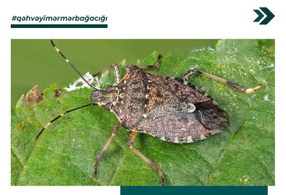 Qəhvəyi mərmər bağacığı aşkar olunduğu hallarda nə etmək lazımdır?