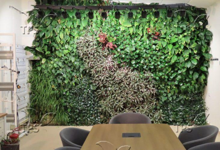 Smart green walls could cut costs and boost ındoor air quality
