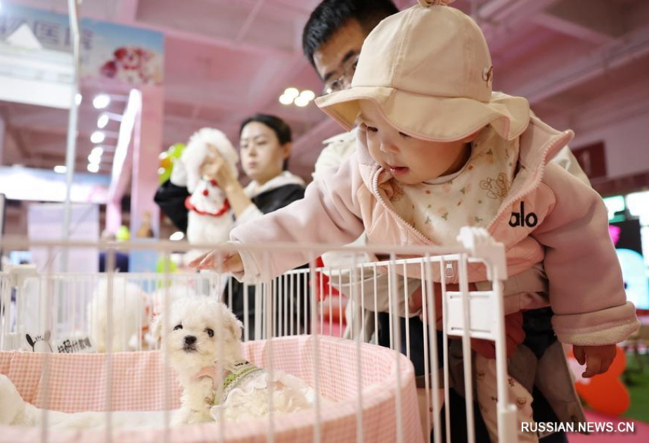 China's pet economy opens up new consumption scenarios