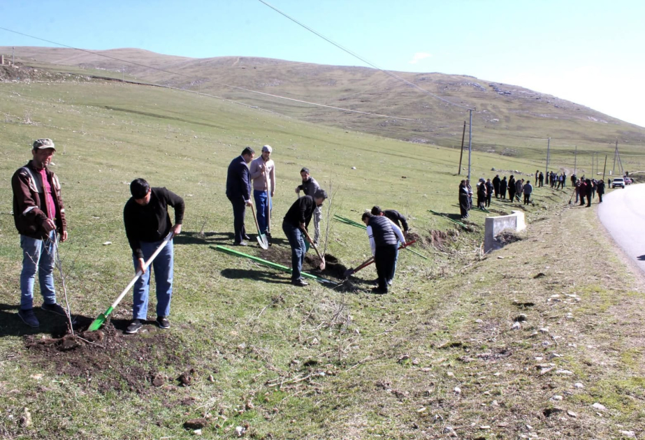 Ekoloji tarazlığa töhfə: Daşkəsəndə ağacəkmə aksiyası