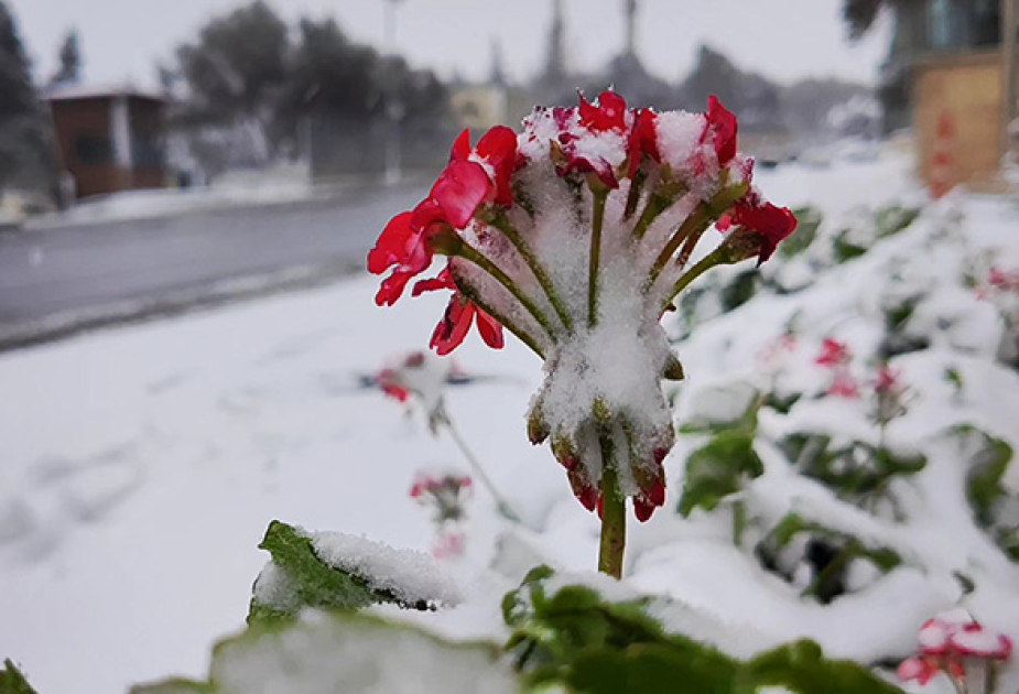 Bəzi rayonlara yağış, dağlıq ərazilərə qar yağır – Faktiki hava