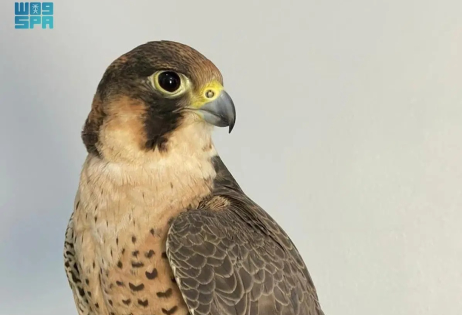 Saudi team completes Kingdom's first full-genome analysis of two falcon species