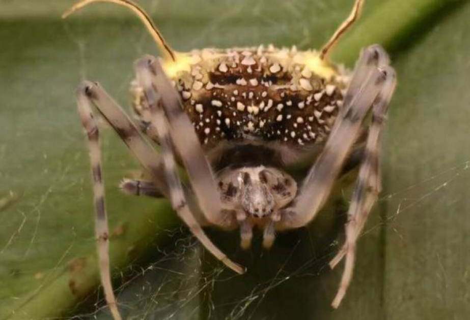 Паук, который притворяется грибом: в Амазонии обнаружен новый вид