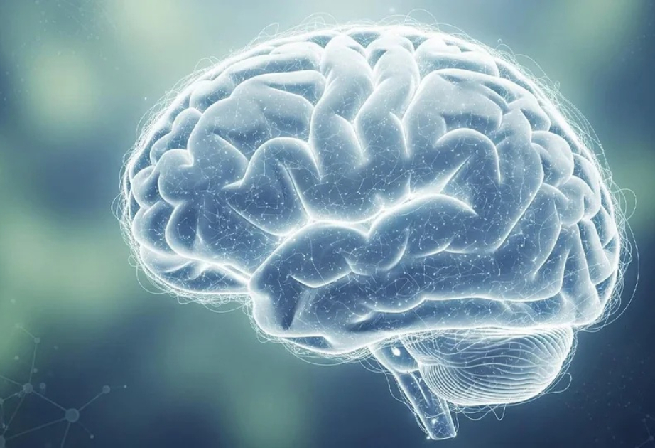 Chinese scientists shed light on how brain switches between thinking, perceiving