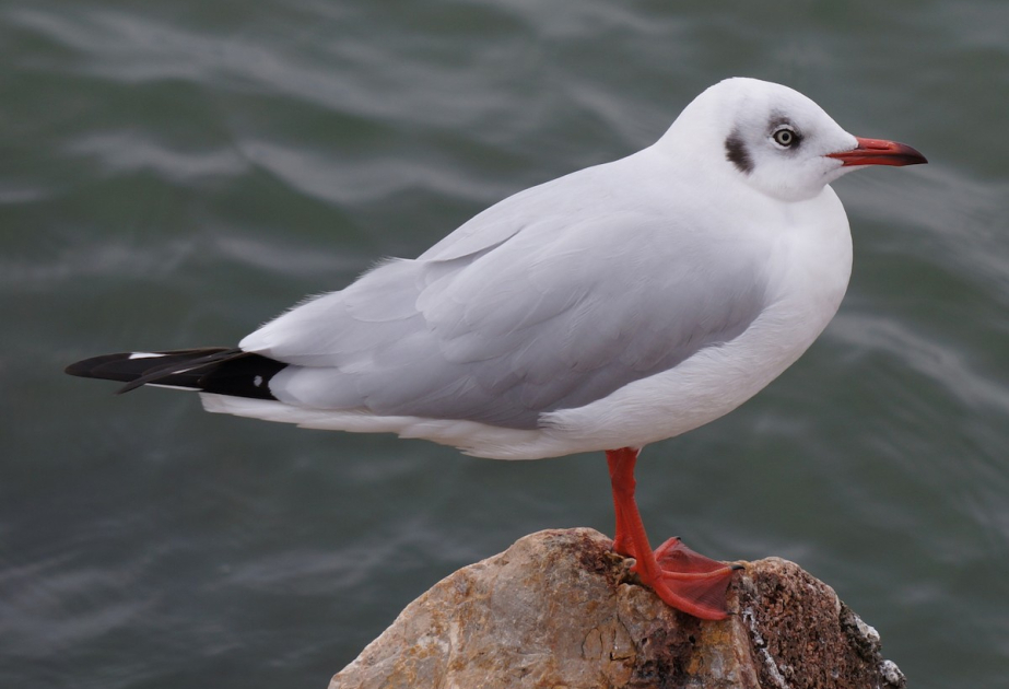 First sighting of brown-headed gulls signals wetland recovery in Maqu