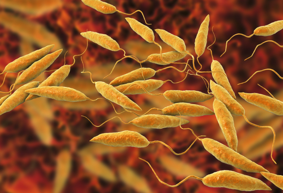 Zoologists detect drug resistance in skin-disfiguring Leishmania parasite, propose new treatment approaches