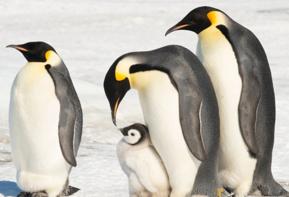 Emperor penguin, Antarctic fur seal now officially endangered: IUCN Red List
