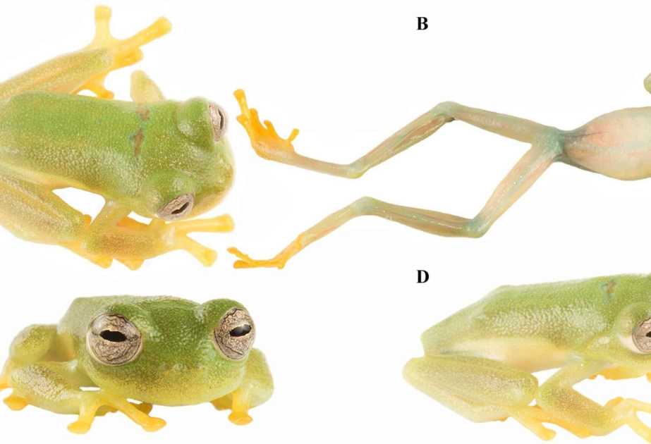 New glassfrog species named for first Ecuadorian woman to win a gold medal