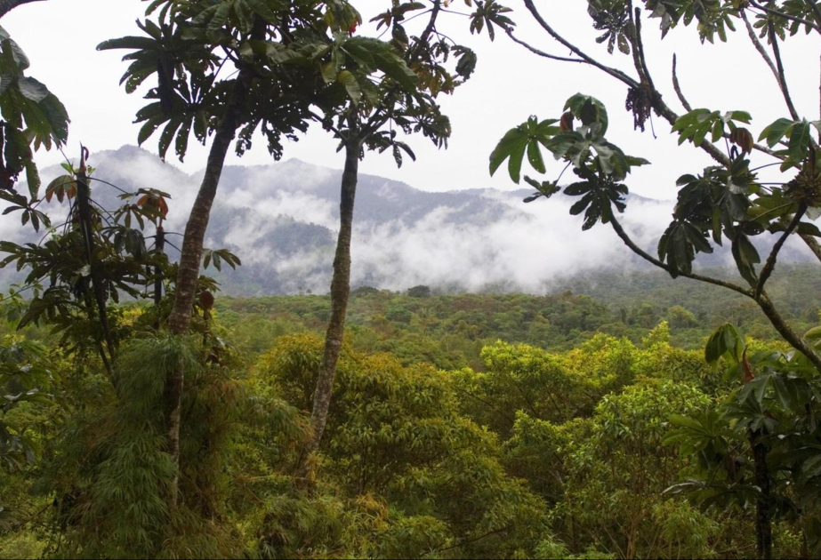 Studie: Regenwald erholt sich in 30 Jahren fast vollständig
