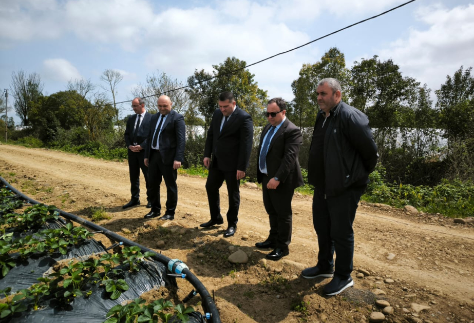 Lənkəranda çiyələk və kartof istehsalçıları ilə ixracatçılarına qaydalar izah olunub