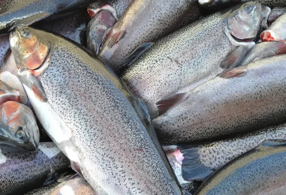 Fish production in Kyrgyzstan rises more than sixfold since 2019