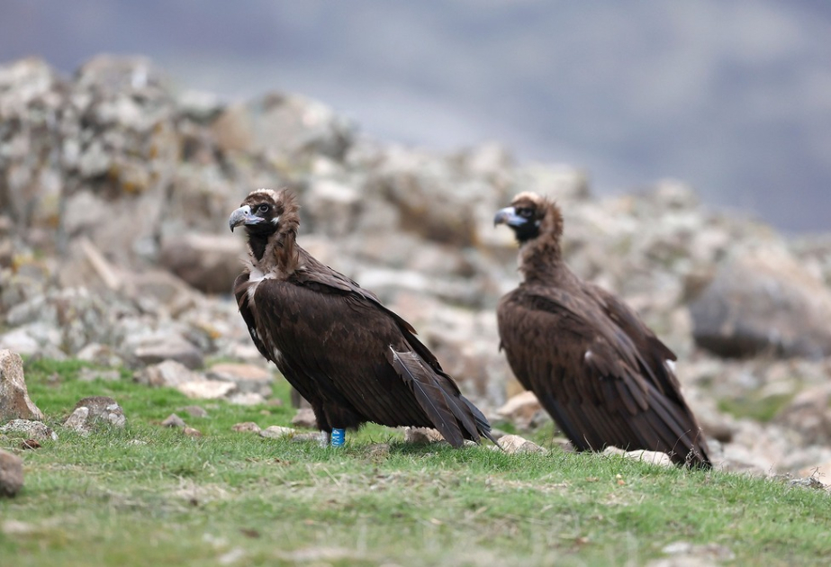 Black vultures breed again in rhodope mountains after 33 years