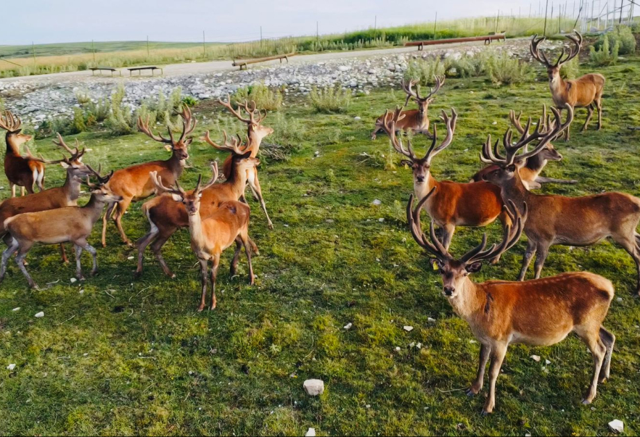 Şamaxıda safari macərası  FOTO  VİDEO