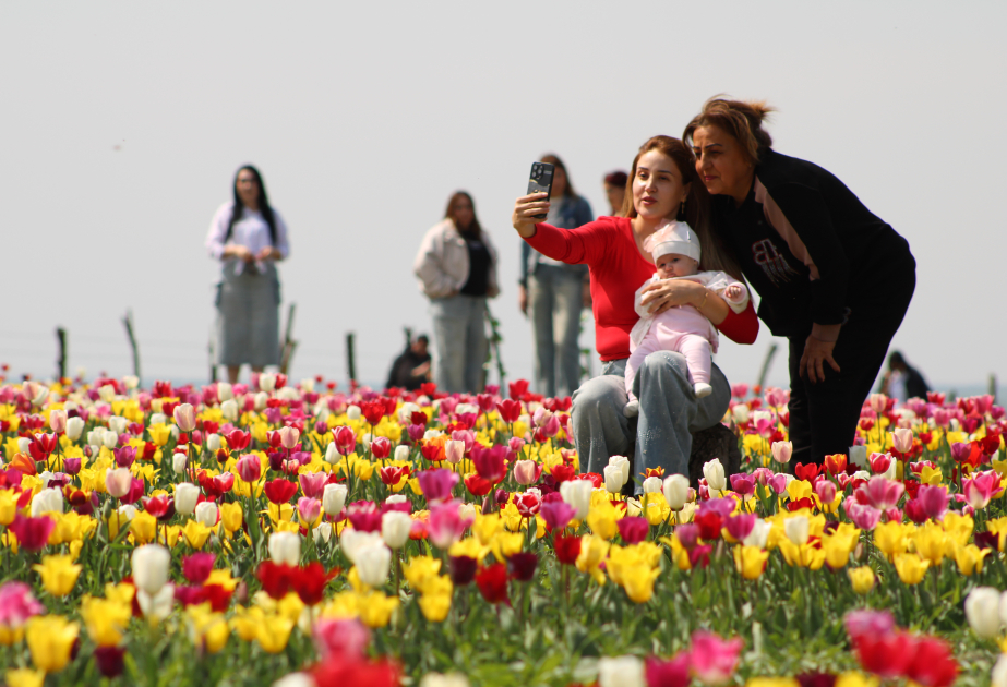 Farben des Frühlings– Tulpenzeit in Gabala VIDEO