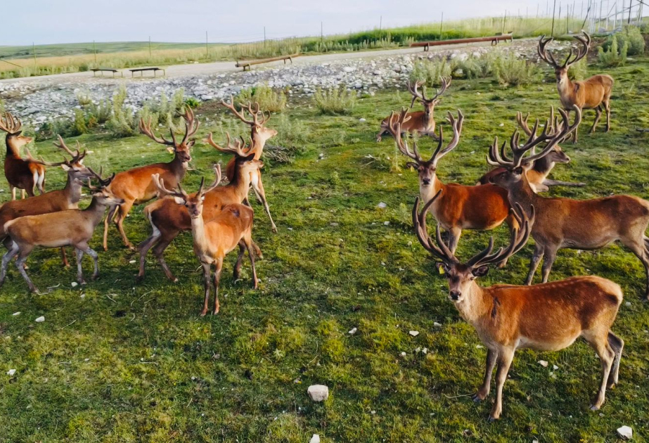 Safari experience in Shamakhi VIDEO