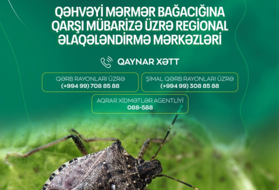 Agentlik: Qəhvəyi mərmər bağacığı ilə bağlı “Qaynar xətt”ə zəng edin