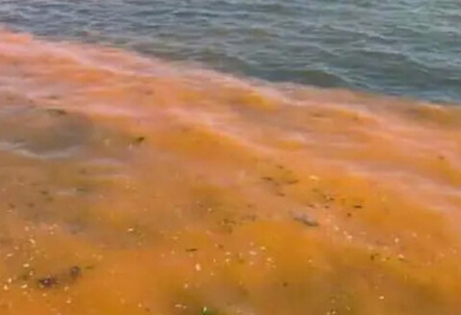 Türkiyədə Mərmərə dənizinin niyə qəhvəyi rəngə boyandığı məlum olub