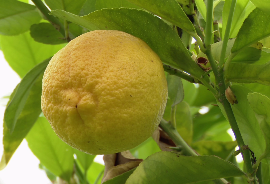 ليمون أوردوباد: رمز الثقافة الغذائية وفوائده الصحية الفريدة