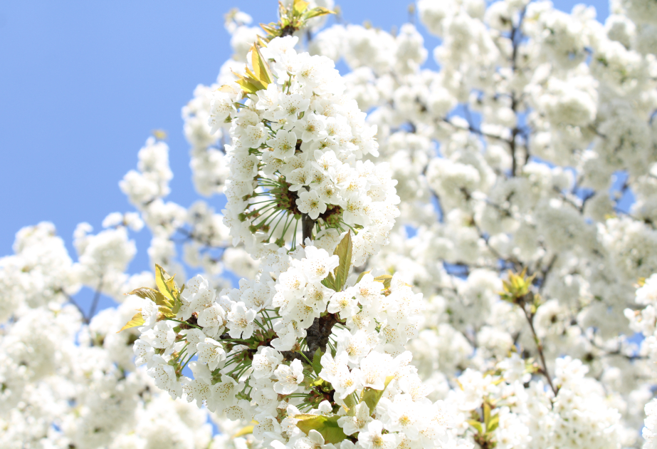 Un miracle du printemps PHOTOS