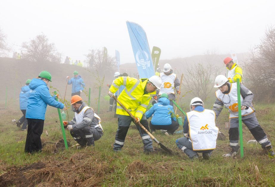 В Дашкесанском районе прошла серия акций по посадке деревьев