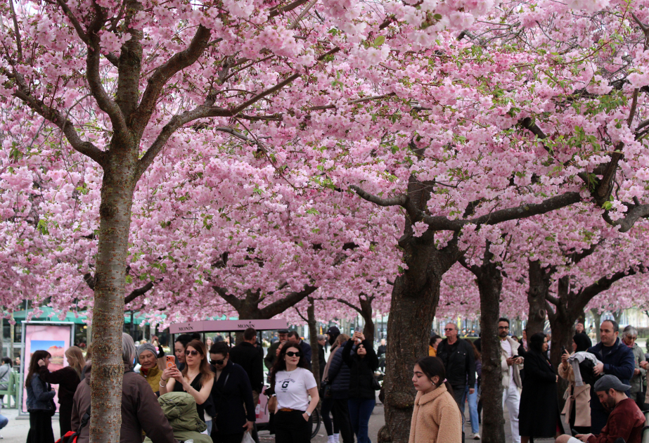 Stokholm sakuranın çəhrayı rənginə bürünüb