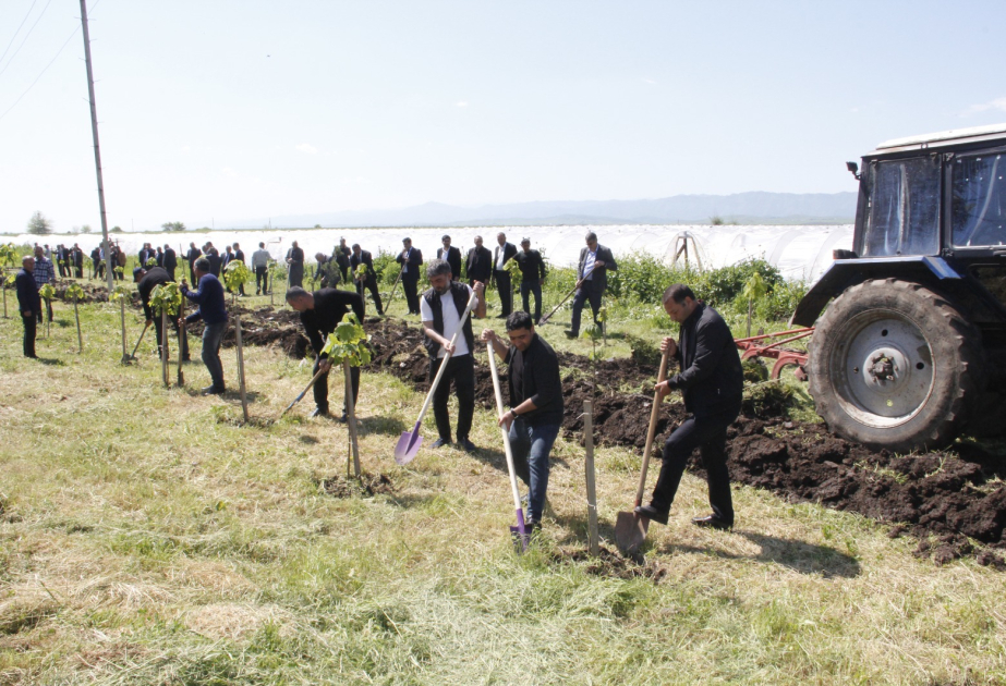 Année de l’urbanisme et de l’architecture : une vaste campagne de plantation d’arbres organisée à Djalilabbad