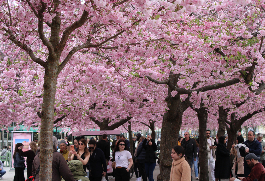 Стокгольм окрасился в розовые тона сакуры ВИДЕО