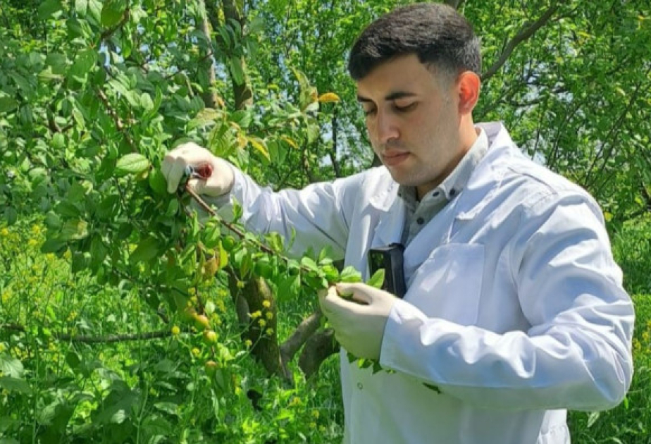 AQTA: Alça təsərrüfatlarında zərərli orqanizm aşkarlanmayıb
