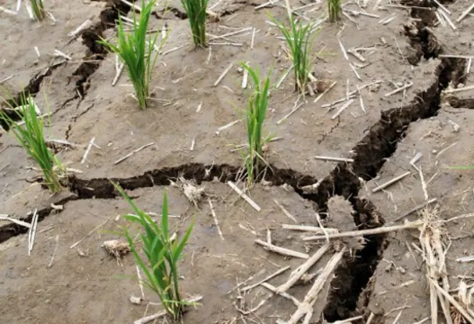 North Korea races to shield crops from drought, state media says