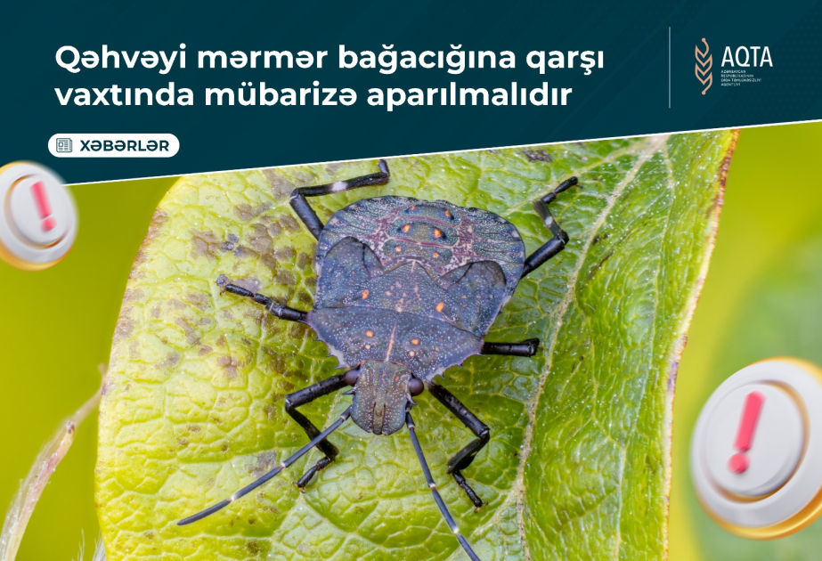 AQTA: Qəhvəyi mərmər bağacığına qarşı vaxtında mübarizə aparılmalıdır