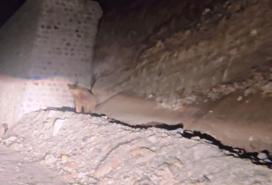 Un ours brun aperçu dans le district de Kelbedjer