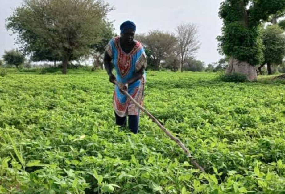 Afrique : l’urgence de la réforme face à la faim