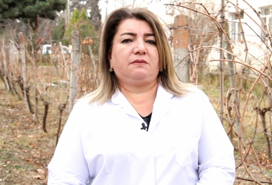 May ayında üzüm bağlarında görülməli işlər – fermerlərə tövsiyə