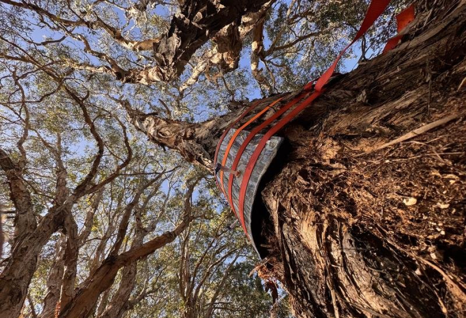 Researchers turn tree bark waste into pollution-fighting material