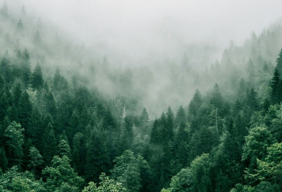 Progress not enough to meet Global Forest Goals: UN report