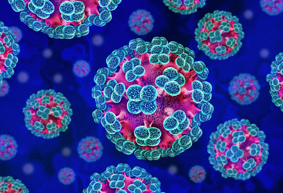 Aucun cas de hantavirus n'a été enregistré en Azerbaïdjan