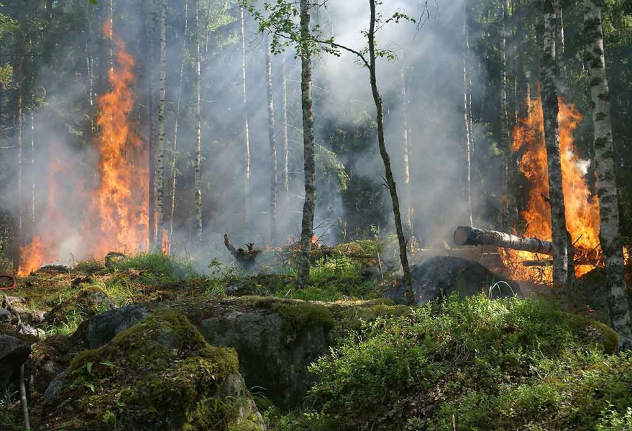 Global fire outbreaks hit record high as 'unprecedented' heat extremes loom, scientists say