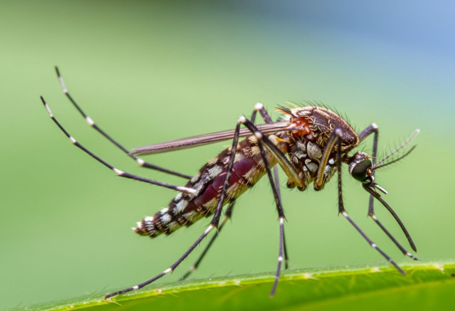 Dengue cases rise in Sri Lanka amid monsoon risk: health officials