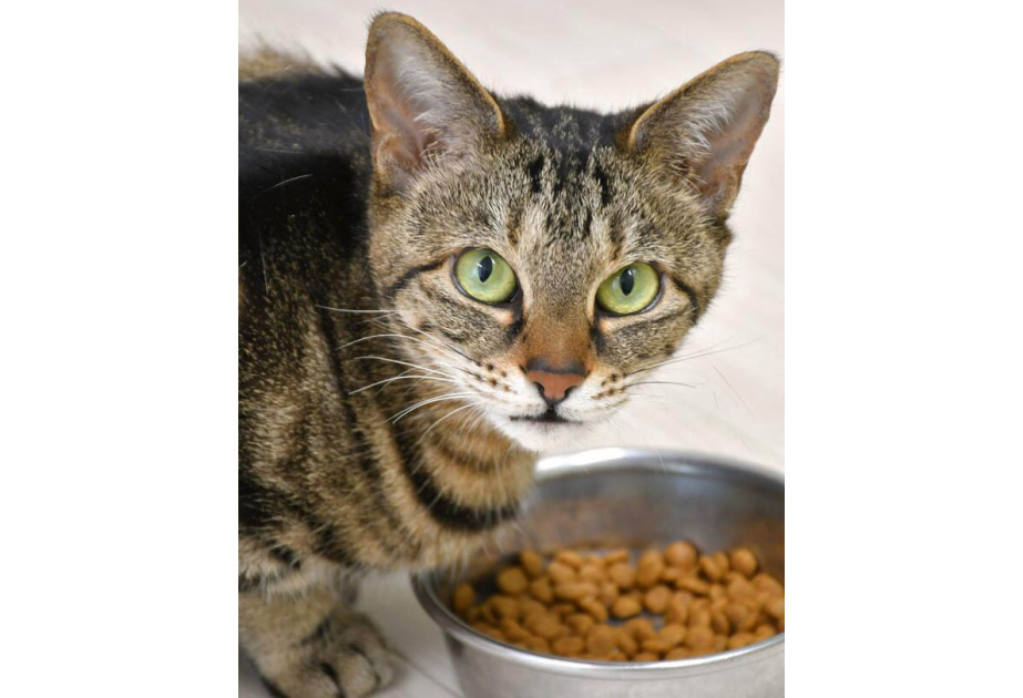 Cat feeding habits shaped by smell: Japan univ. study