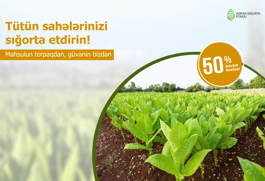 Tütün sahələrini sərfəli şəkildə sığortalamaq mümkündür: sığorta haqqının 50 faizini dövlət ödəyir