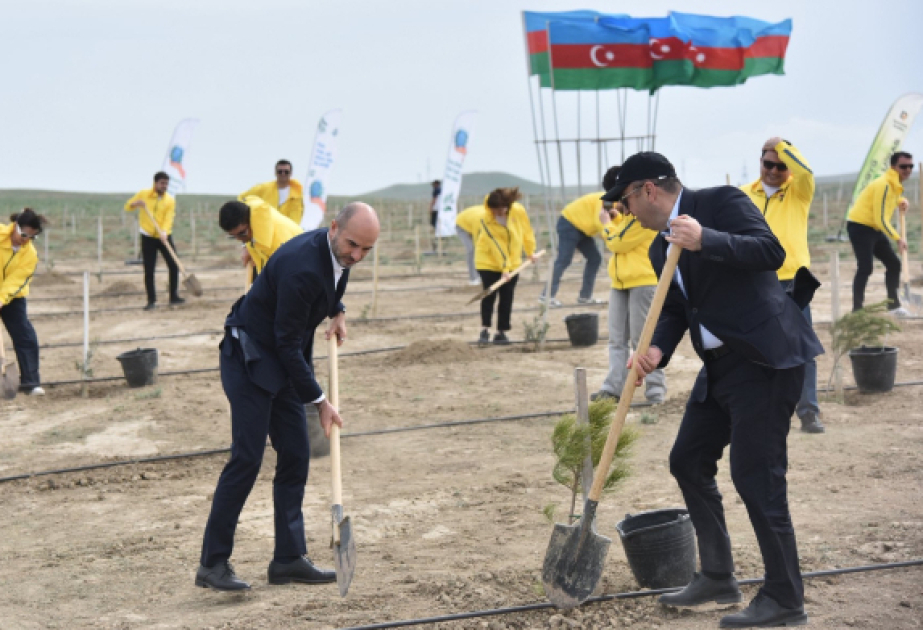 Müşfiqabad qəsəbəsində Eldar şamı və zeytun ağacları əkilib